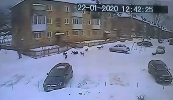 Свора собак напала на ребенка в Североуральске. ВИДЕО